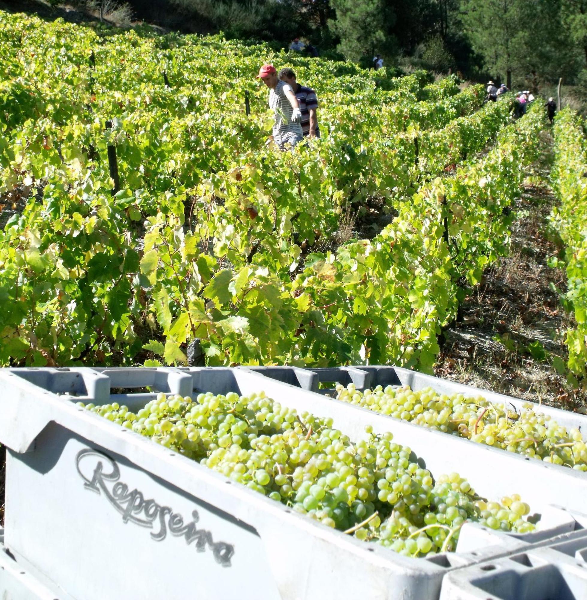 Quinta Da Timpeira Pensionat Lamego Exteriör bild